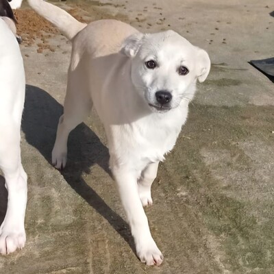 Zoi - eine charmante Persönlichkeit 😇 / Vorgemerkt, Mischling Welpen - Hündin