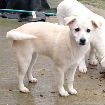 Zoi - eine charmante Persönlichkeit 😇 / Vorgemerkt, Mischling Welpen - Hündin