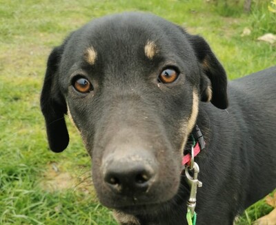 Zokni, Mischling Welpen - Rüde