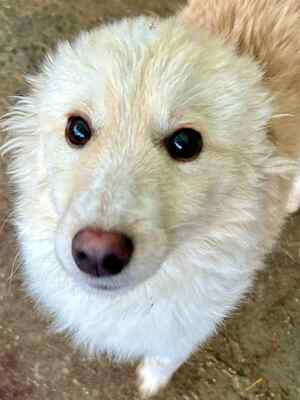 Zola ist eine sanfte und verschmuste Hündin