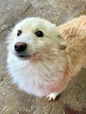 Zola ist eine sanfte und verschmuste Hündin, Mischling - Hündin