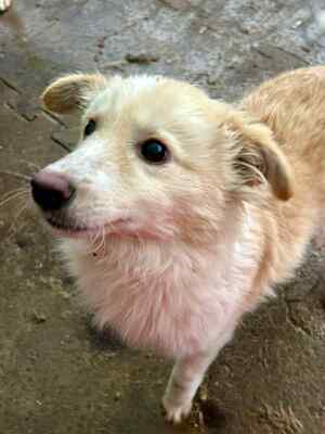 Zola ist eine sanfte und verschmuste Hündin, Mischling - Hündin