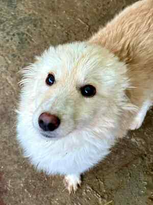 Zola ist eine sanfte und verschmuste Hündin, Mischling - Hündin