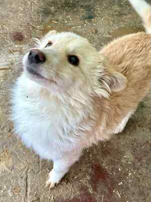 Zola ist eine sanfte und verschmuste Hündin, Mischling - Hündin