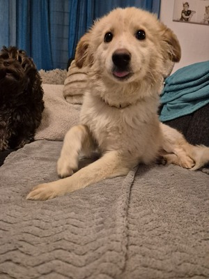 Zola ist eine sanfte und verschmuste Hündin, Mischling - Hündin