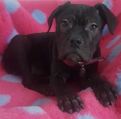 Zola sucht ein Zuhause, Cane Corso/Bullmastiff Welpen - Hündin