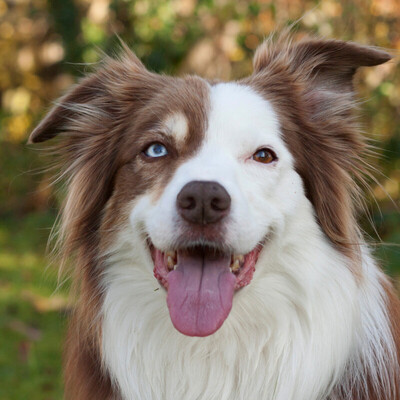 Zombie, Australian Shepherd Dog - Rüde