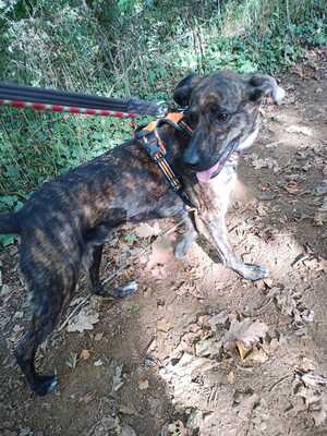 Zooky Schäferhund Mix sucht schon lange sein Zuhause, Schäferhund - Rüde