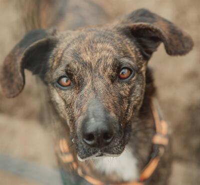 Zooky hübscher, verträglicher Schäferhund Mix sucht ein Zuhause, Schäferhund - Rüde