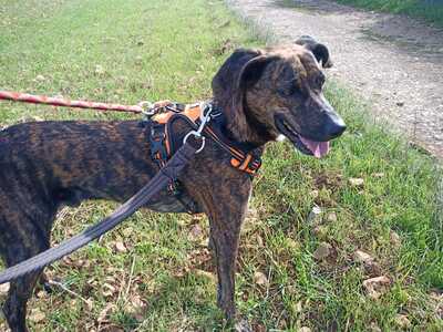 Zooky lieber Schäferhund Mix sucht seit über 2 Jahren sein Zuhause, Schäferhund - Rüde