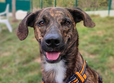 Zooky lieber Schäferhund Mix sucht seit über 2 Jahren sein Zuhause, Schäferhund - Rüde