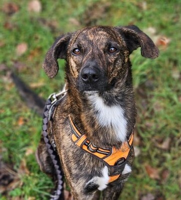 Zooky verträglicher Schäferhund Mix möchte endlich aus dem Tierheim, Schäferhund - Rüde