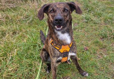 Zooky verträglicher Schäferhund Mix sucht immer noch sein Zuhause, Schäferhund - Rüde