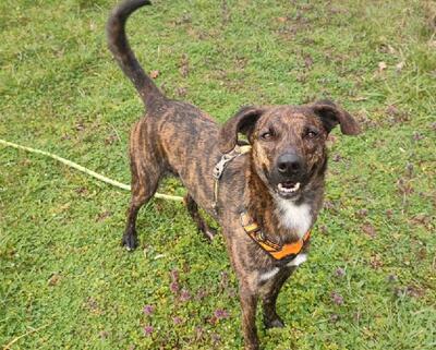 Zooky verträglicher Schäferhund Mix sucht immer noch sein Zuhause, Schäferhund - Rüde