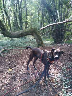 Zooky verträglicher Schäferhund Mix sucht immer noch sein Zuhause, Schäferhund - Rüde