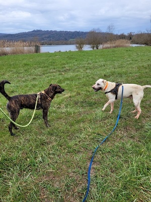 Zooky verträglicher Schäferhund Mix sucht immer noch sein Zuhause, Schäferhund - Rüde