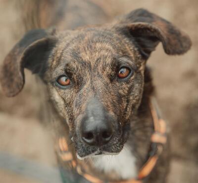 Zooky verträglicher Schäferhundmix sucht immer noch, Schäferhund - Rüde