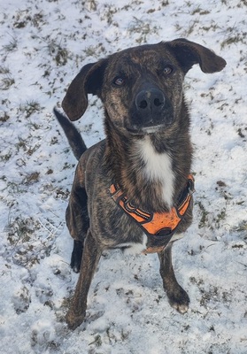 Zooky verträglicher Schäferhundmix sucht immer noch ein Zuhause, Schäferhund - Rüde