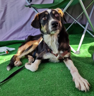 Zora, MIx - Hündin