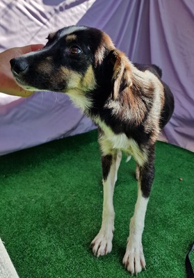Zora, MIx - Hündin