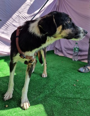 Zora, MIx - Hündin