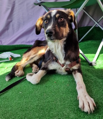 Zora, MIx - Hündin