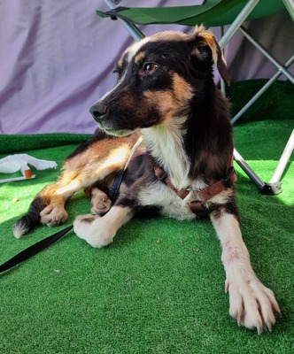 Zora, MIx - Hündin