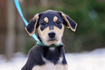 Zorro, Fox/Pinscher-Mix Welpen - Rüde