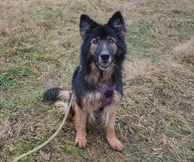 Zouna Schäferhündin sucht ein Zuhause, Deutscher Schäferhund - Hündin