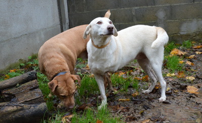 Zouza Labrador Mix Hündin mit Handycap sucht dringend ein Zuhause, Labrador - Hündin