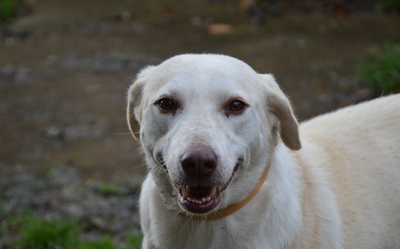 Zouza Labrador Mix Hündin mit Handycap sucht dringend ein Zuhause, Labrador - Hündin
