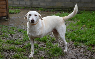 Zouza Labrador Mix Hündin mit Handycap sucht dringend ein Zuhause, Labrador - Hündin