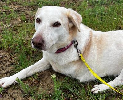 Zouza Labrador Mix Hündin mit Handycap sucht dringend ein Zuhause, Labrador - Hündin