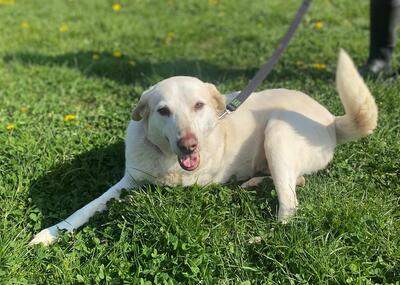 Zouza Labrador Mix Hündin mit Handycap sucht dringend ein Zuhause, Labrador - Hündin