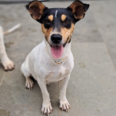 Zozo - reundlich, klug und sehr menschenbezogen / Reserviert, Jack Russel-/Pinscher-Mischling - Hündin