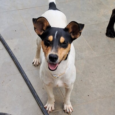 Zozo - reundlich, klug und sehr menschenbezogen / Reserviert, Jack Russel-/Pinscher-Mischling - Hündin
