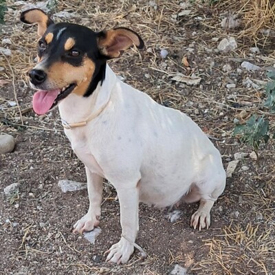 Zozo - reundlich, klug und sehr menschenbezogen / Reserviert, Jack Russel-/Pinscher-Mischling - Hündin