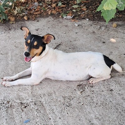 Zozo - reundlich, klug und sehr menschenbezogen / Reserviert, Jack Russel-/Pinscher-Mischling - Hündin