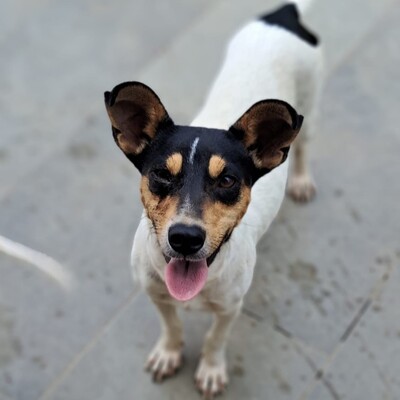 Zozo - reundlich, klug und sehr menschenbezogen / Vorgemerkt, Jack Russel-/Pinscher-Mischling - Hündin