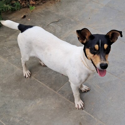 Zozo - reundlich, klug und sehr menschenbezogen / Vorgemerkt, Jack Russel-/Pinscher-Mischling - Hündin