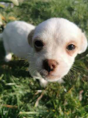 Zseton, Chihuahua-Dackel-Mix Welpen - Rüde