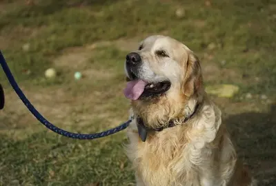 Zsömi, Golden Retriever - Rüde