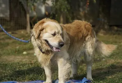 Zsömi, Golden Retriever - Rüde