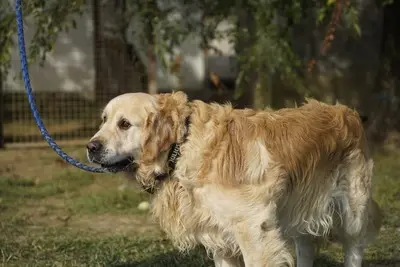 Zsömi, Golden Retriever - Rüde