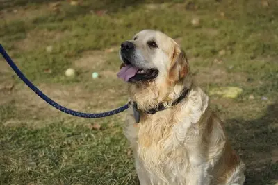 Zsömi, Golden Retriever - Rüde