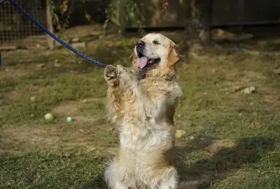 Zsömi, Golden Retriever - Rüde