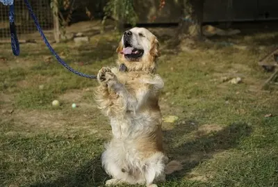Zsömi, Golden Retriever - Rüde
