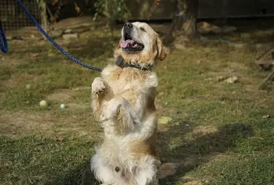 Zsömi, Golden Retriever - Rüde