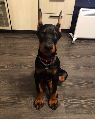 Zu Verkaufen, Dobermann Welpen - Rüde