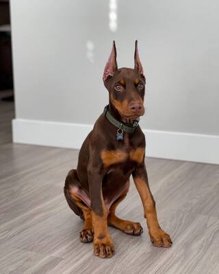 Zu Verkaufen, Dobermann Welpen - Rüde